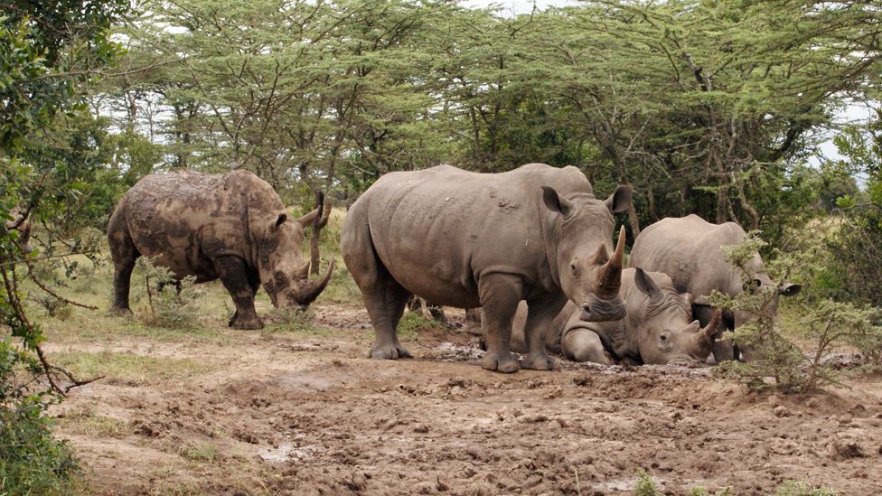 A female southern white rhinos at Ol Pejeta Conservancy in central Kenya