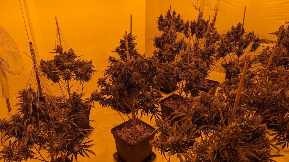 Police Seize More Than 100 Cannabis Plants In Exeter Raid Bbc News