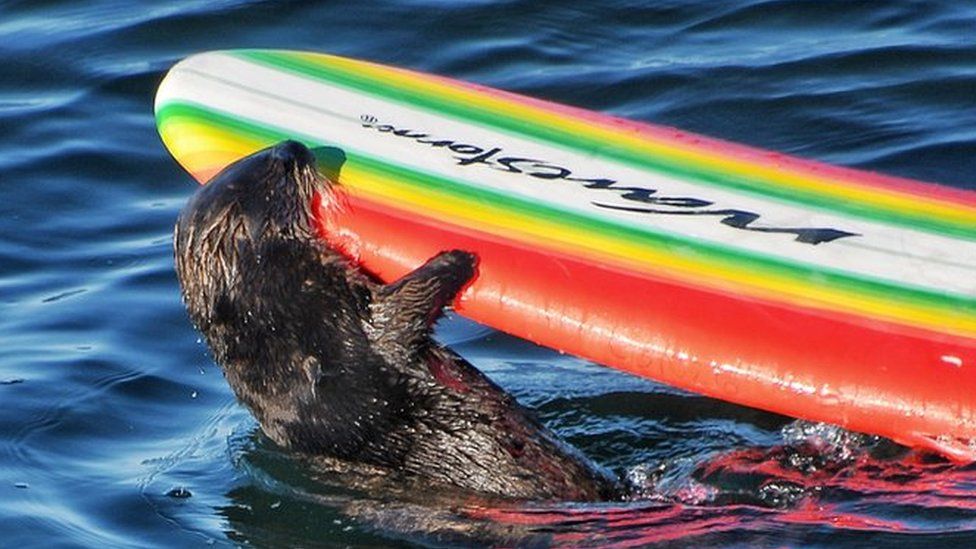 Otter 841 takes hold of a surfboard