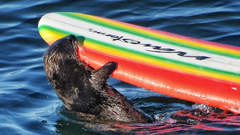 Otter unmasked as Chester hotel's £100k koi carp thief - BBC News