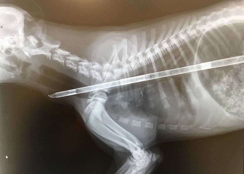 X-ray of stick in dog
