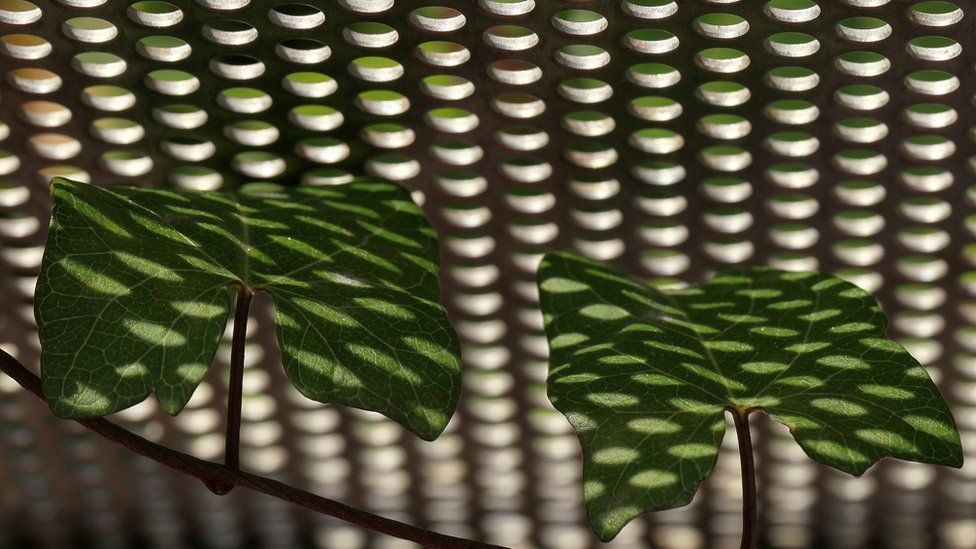 Sunlight falling on leaves having passed through small round holes in a fence