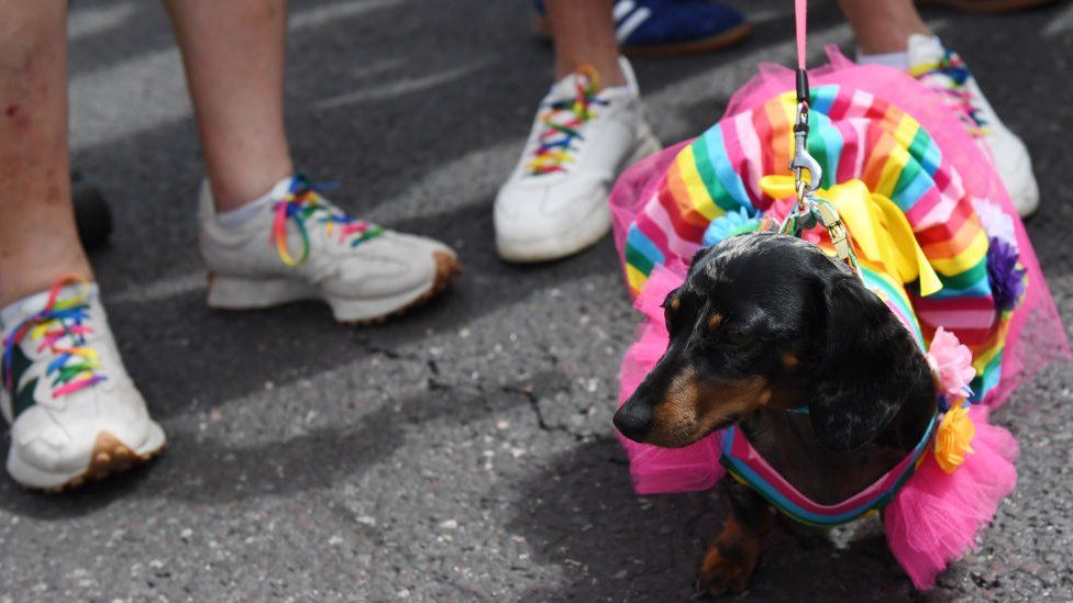 Pride dog