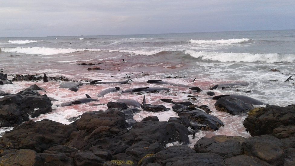 Blood in the sea around dead whales off Chatham Island, New Zealand