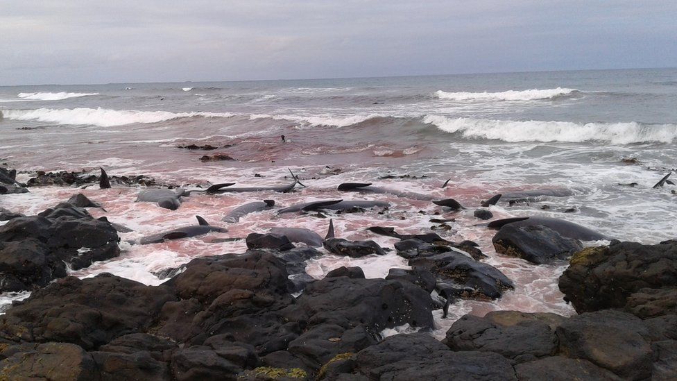 New Zealand whales: Authorities to move 300 carcasses - BBC News