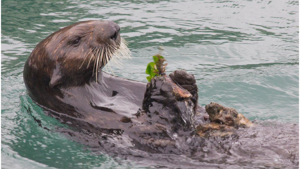 Sea otters ahead of dolphins in using tools BBC News