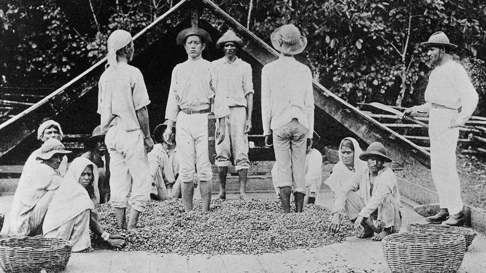 Workers separating the pulp from the bean during the cocoa production process in Trinidad, 1894