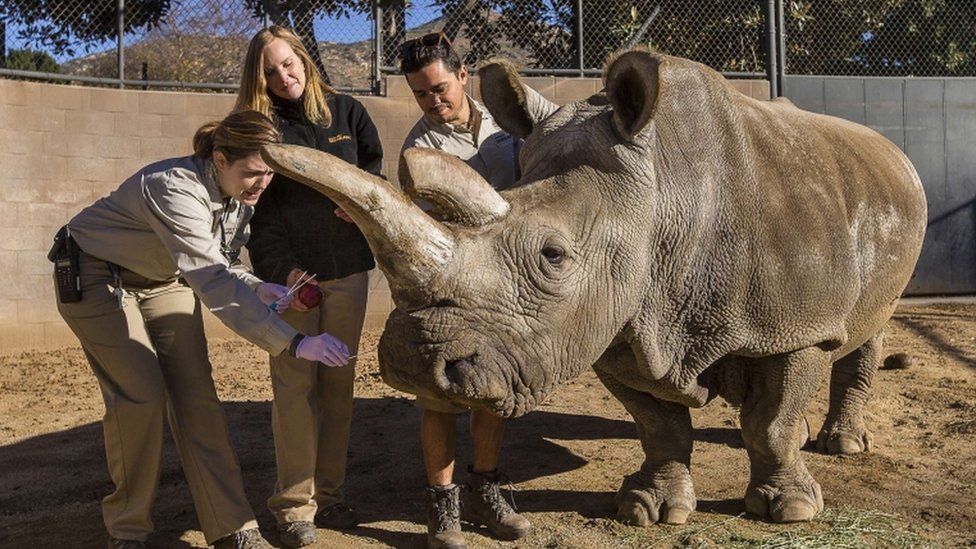 Northern white rhino named Nola receives a veterinary exam, Dec 2014