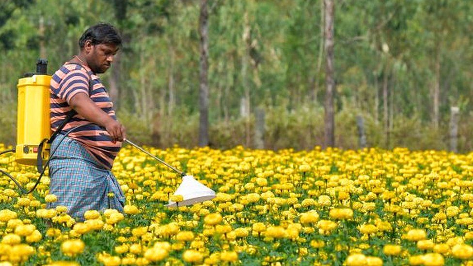 A farmer sprays a crop of chrysanthemum flowers near Bangalore