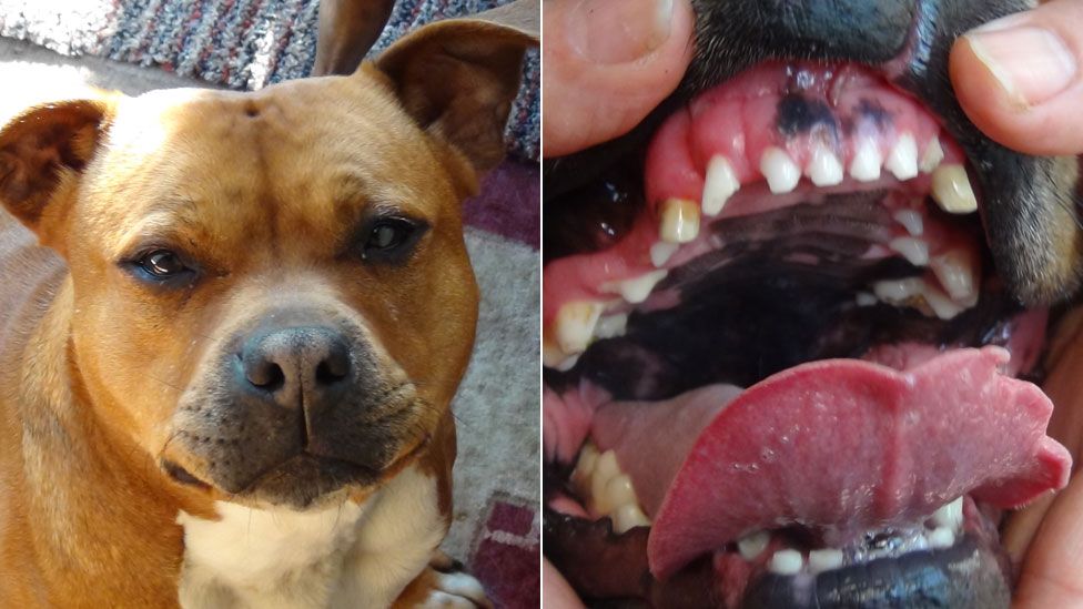 Staffordshire terrier Cupcake and her filed back teeth (right)
