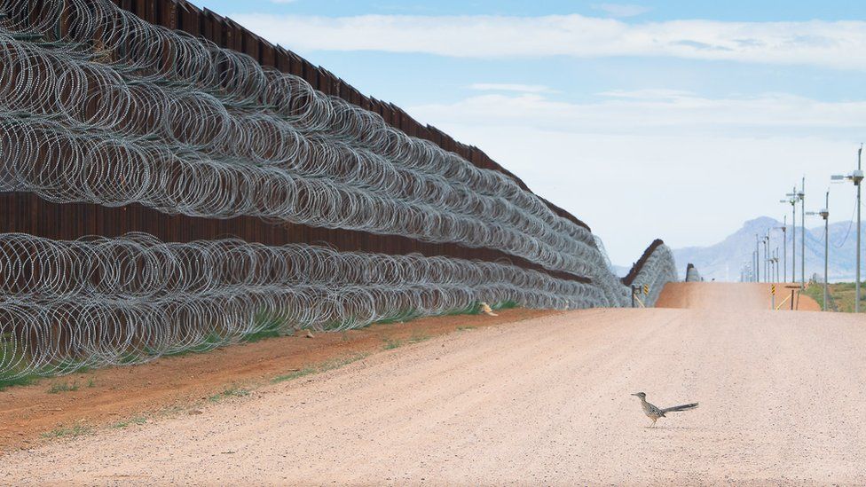 Alejandro Prieto's image of a roadrunner bird at the Mexican-US border wall