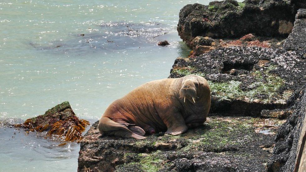 Wally the walrus &#39;hit by boat&#39; after leaving Wales for France - BBC News