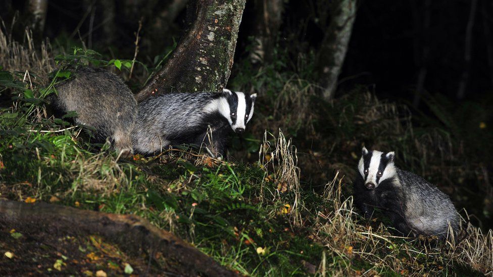 Three badgers in woodland