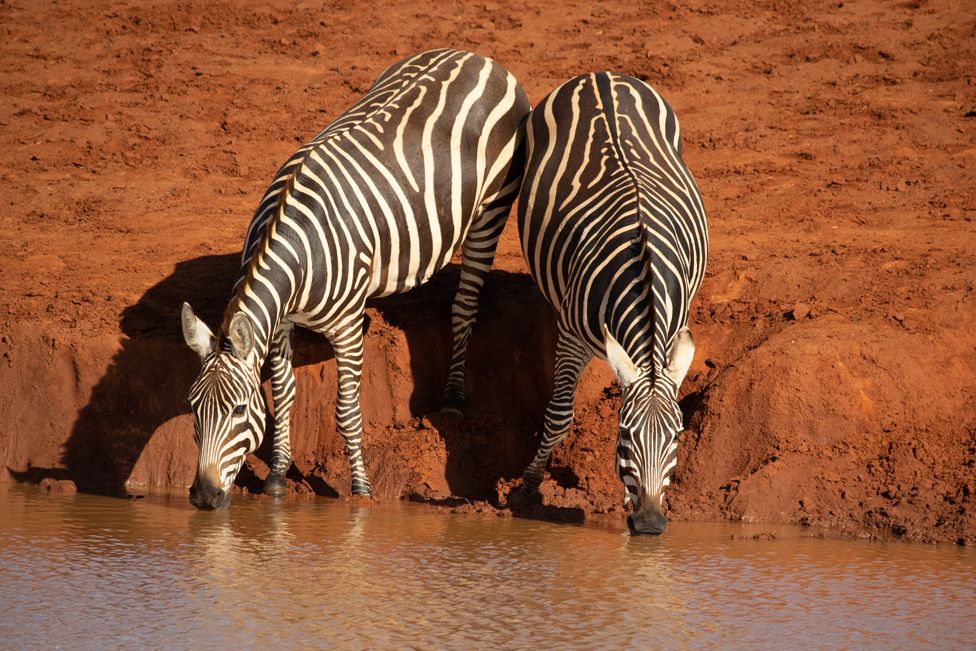 Grévy'nin zebrası, Kenya