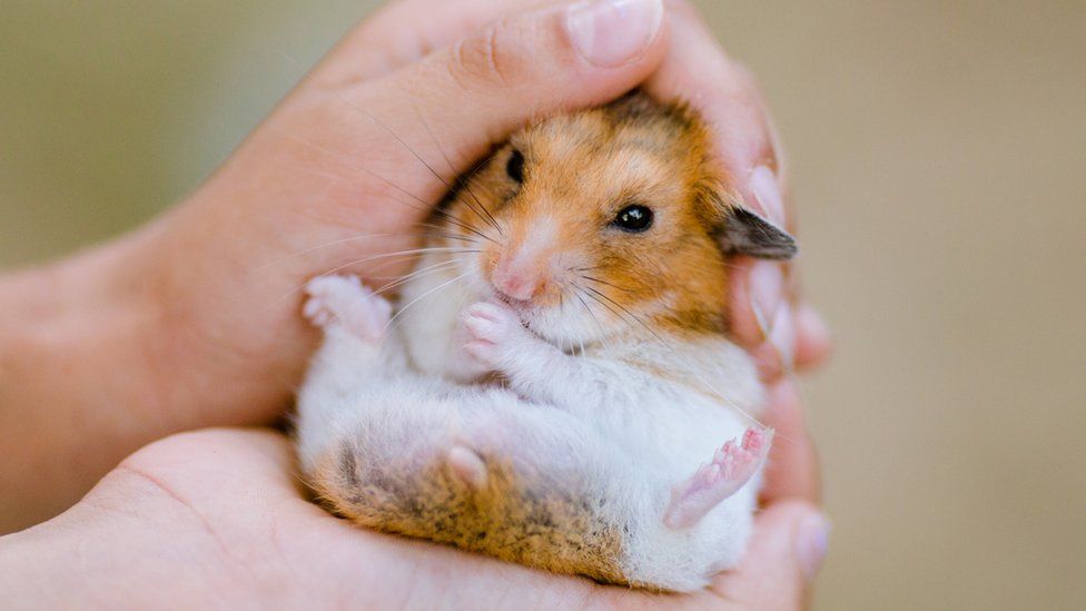 Hamsters Wild hamsters: