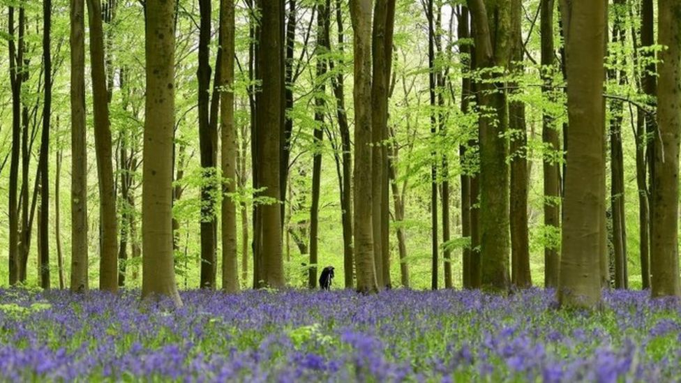 Consultation on control of Forestry Commission to end - BBC News