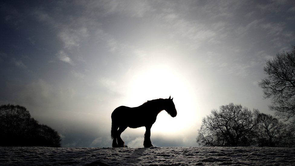 A horse, in silhouette, on snow-covered fields
