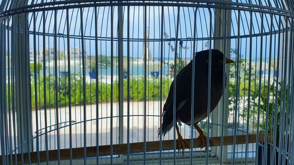 Птица майна Джуджи в своей клетке в резиденции посла Франции в Объединенных Арабских Эмиратах