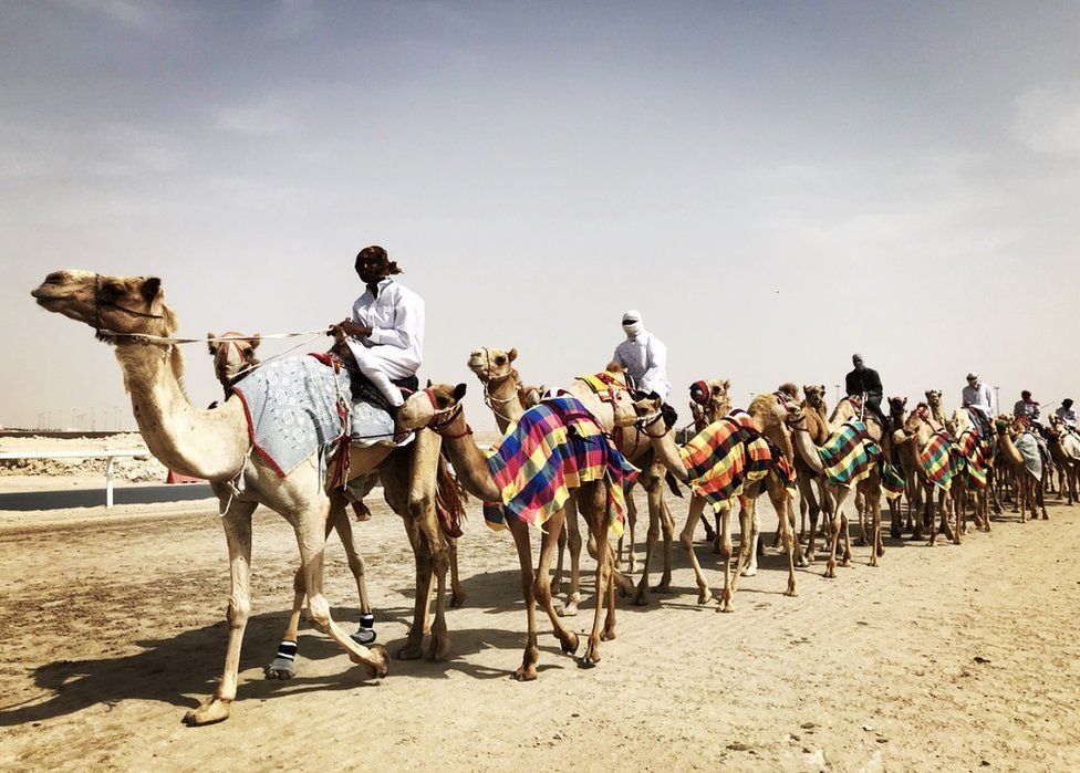 A caravan of camels in Qatar