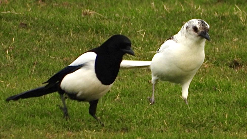 Rare white magpie spotted in Pembrokeshire in 'special' moment - BBC News