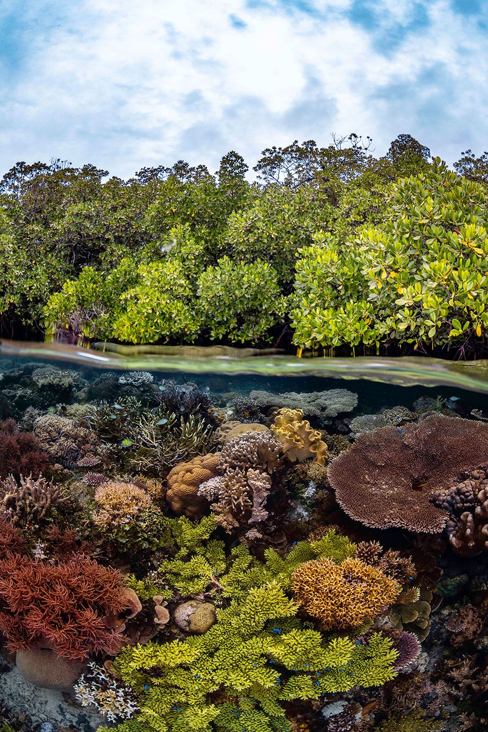 A mangrove forest grows atop a vibrant coral reef on Raja Ampat's Gam island, Indonesia