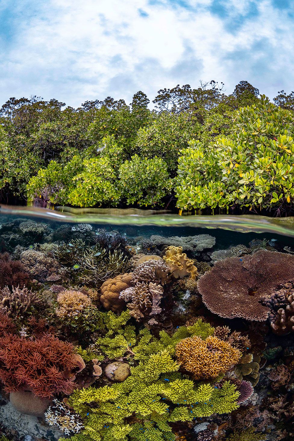 A mangrove forest grows atop a vibrant coral reef on Raja Ampat