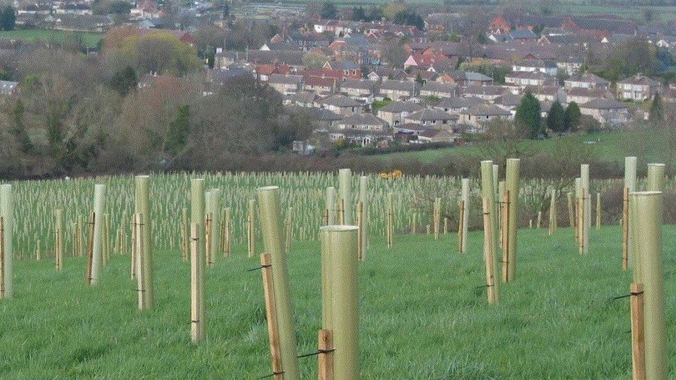 Planted trees in the Great Western Community Forest, Swindon