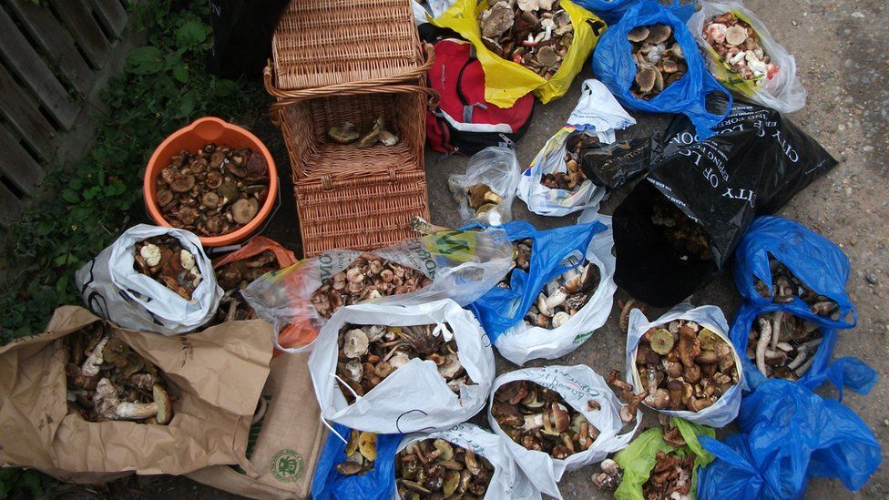 Bags of mushrooms picked from the forest
