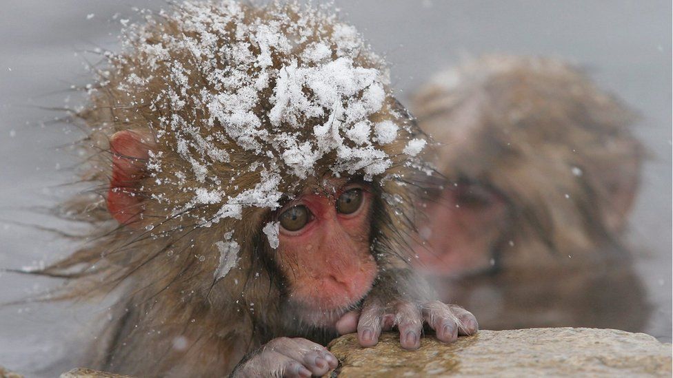 Japanese macaques, commonly known as snow monkeys