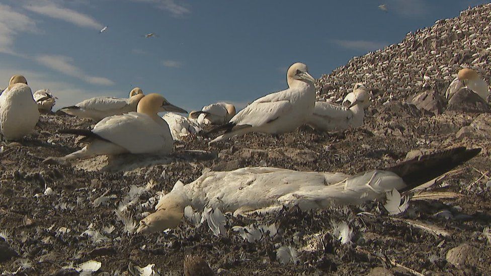 A dead gannet on Bass Rock in June 2022