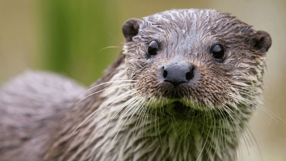 Wet summers 'hit' otter survey work in Scotland - BBC News