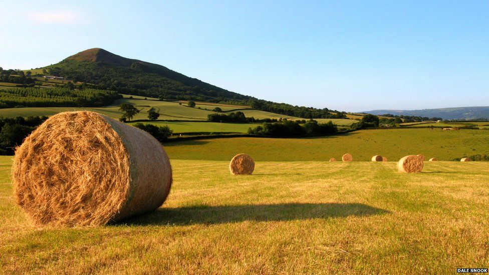 Hay bales scattered around a green field beneath a clear blue sky
