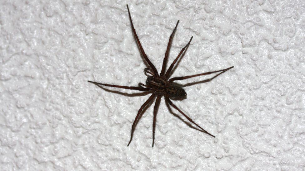 black house spider size