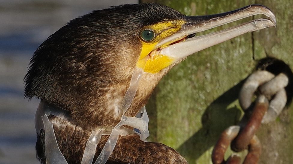 cormorant with a plastic beer-pack ring round its neck
