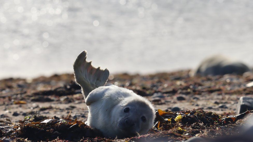 A seal pup in October 2020