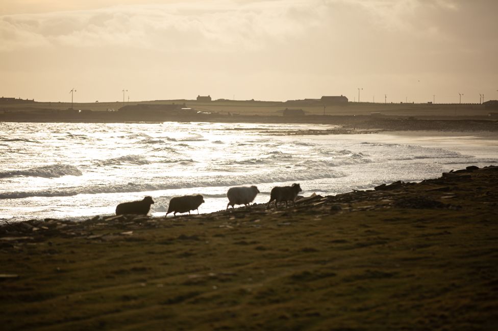 Sheep trotting along the shore in silhouette