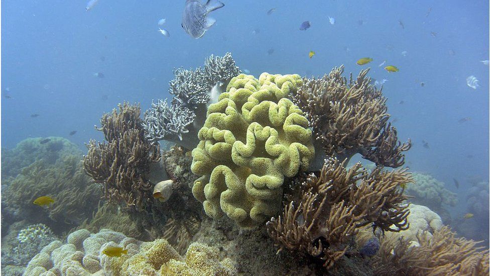 Coral in the Great Barrier Reef