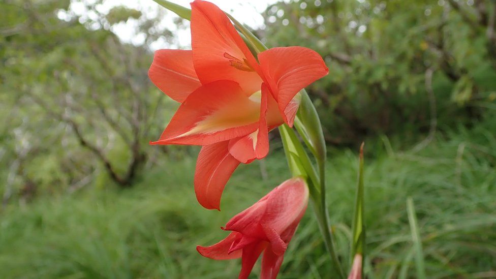 Gladiolus mariae in flower on Guinea