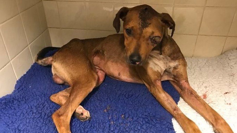 Dog found in Little Orton 'beaten and set on fire' - BBC News