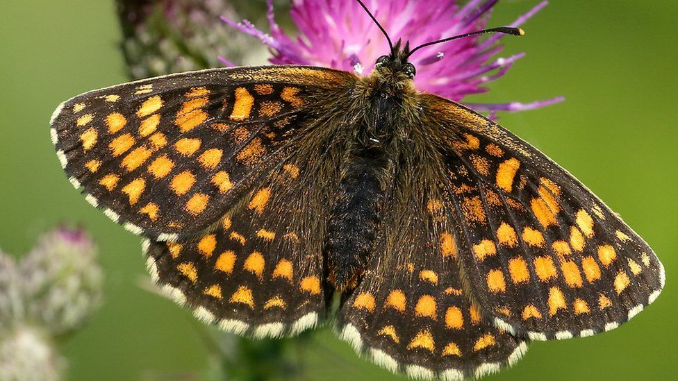 The Heath Fritillary Butterfly