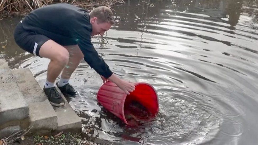 Fish being put into a pond