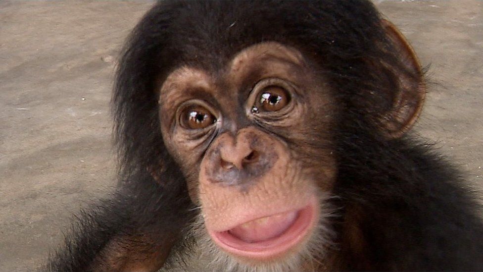 chimp - pic from previous BBC investigation