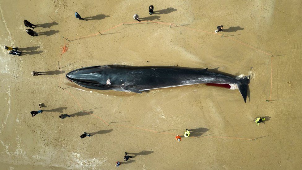 Whale in Bridlington