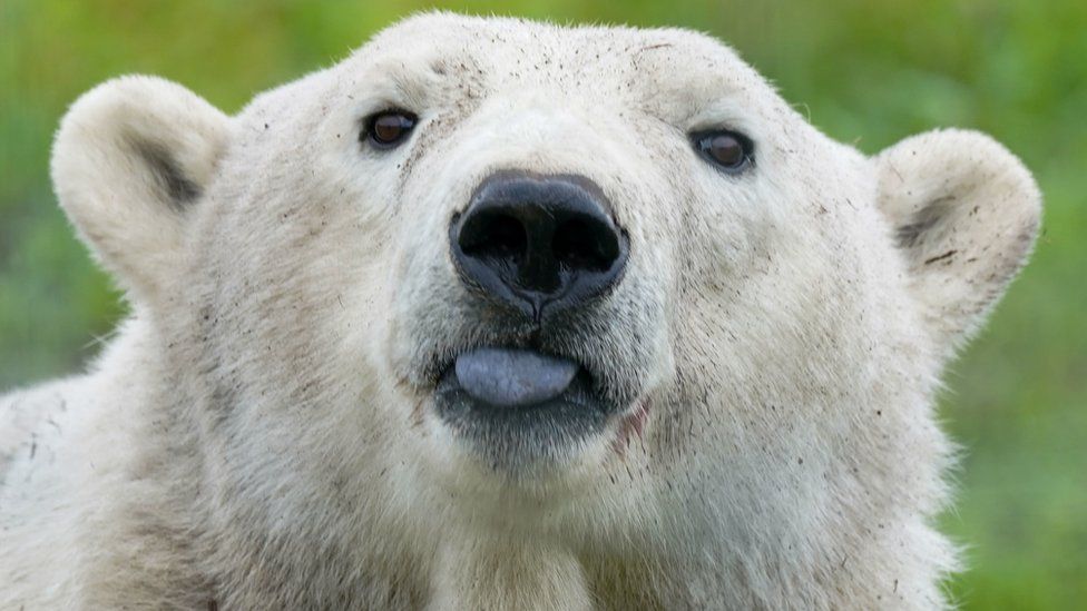 Leek polar bear family settling down in new environment - BBC News