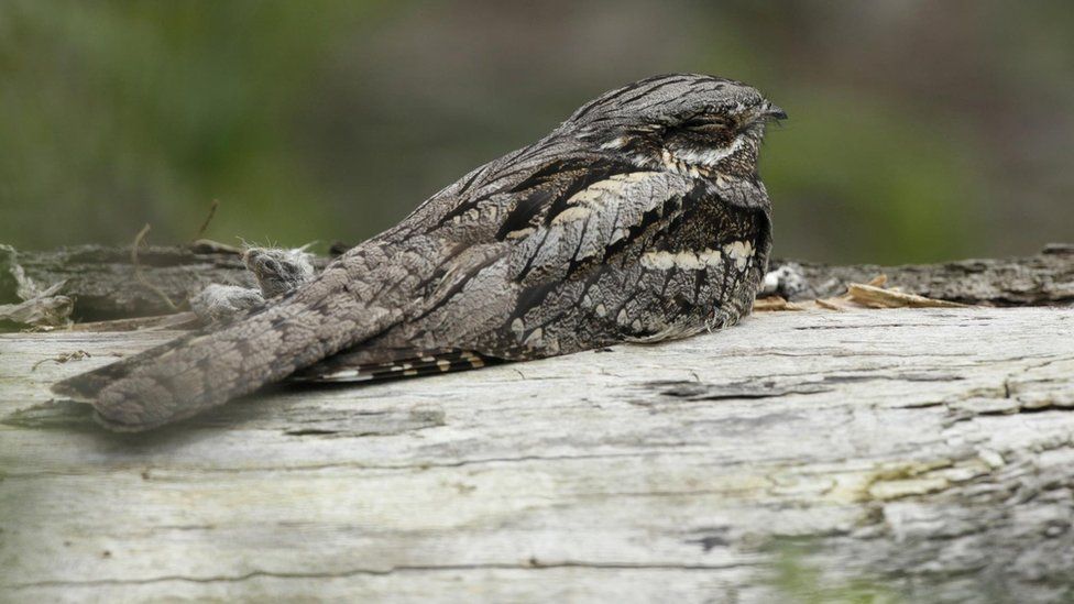 Rare nightjar enjoys record year in Dumfries and Galloway BBC News