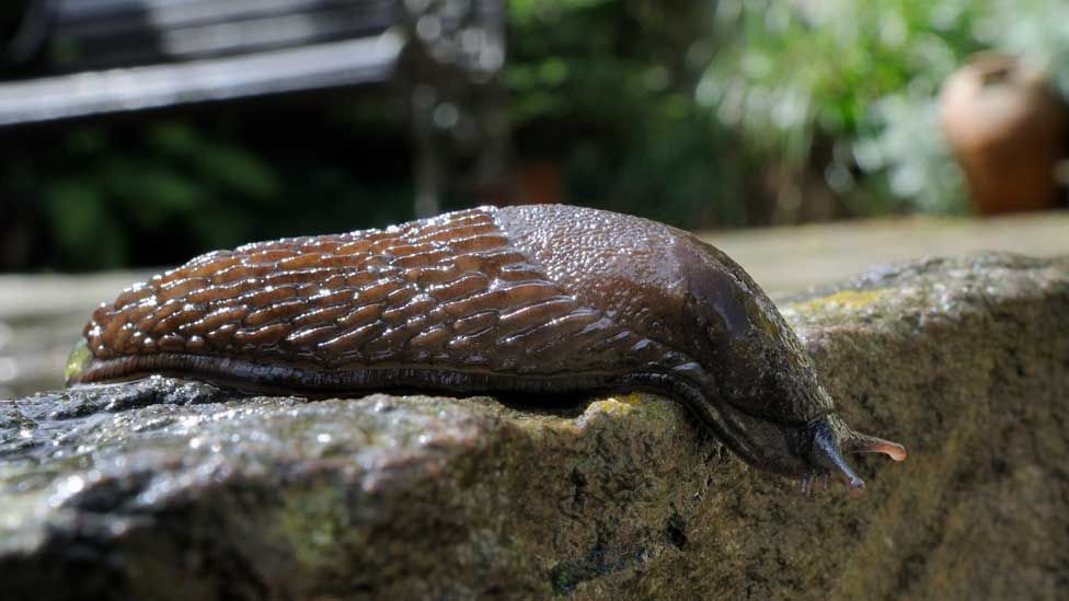 Great black slug