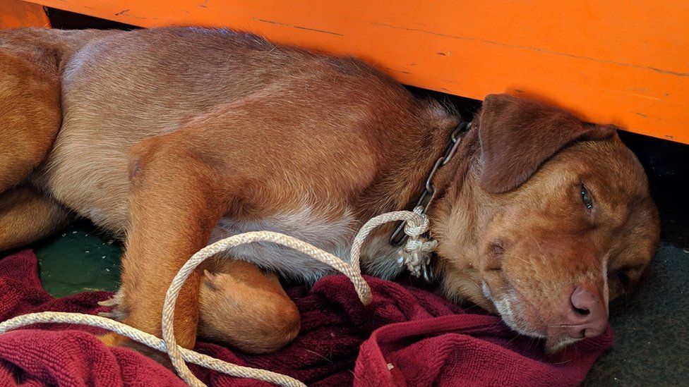 Dog Rescued 220km From Thai Coast By Rig Workers Bbc News - 