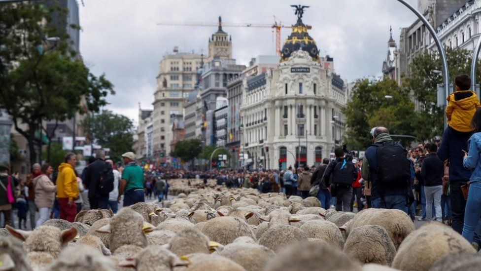 Hundreds of sheep are led through a street in downtown Madrid