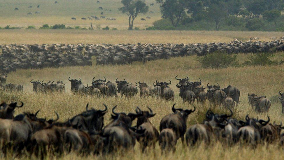 Thousands of wildebeest wind through the Masai Mara National Reserve in Kenya 03 August, 2002.