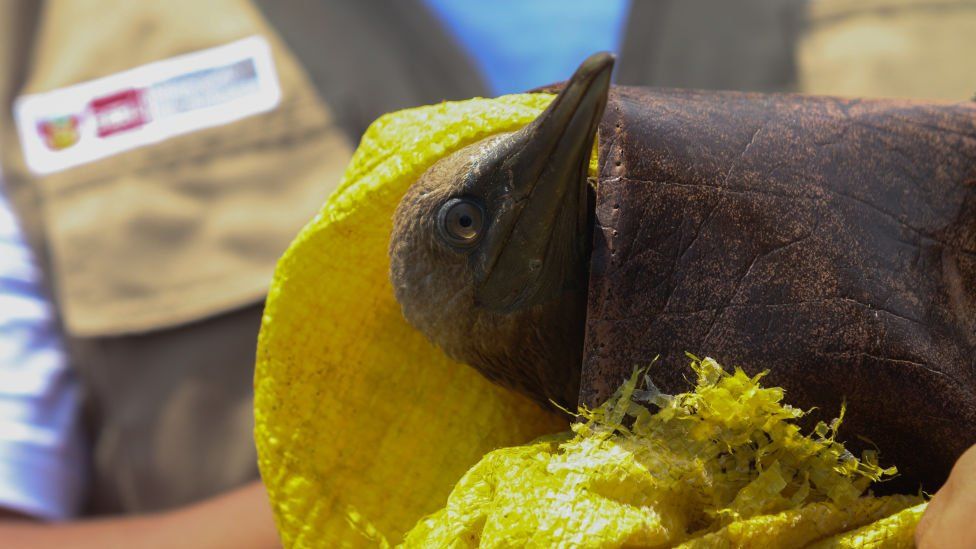 A 'Piquero', Peruvian booby, that was affected by the oil spill
